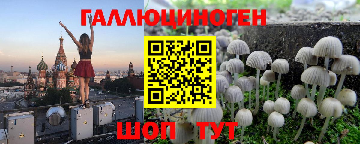 Псилоцибиновые грибы Psilocybe Котовск